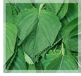 허브 깻잎 대표이미지